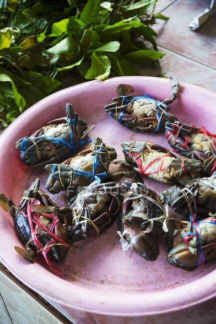 Tied crabs in a pink bowl at a fish market, Thailand — Stock Photo