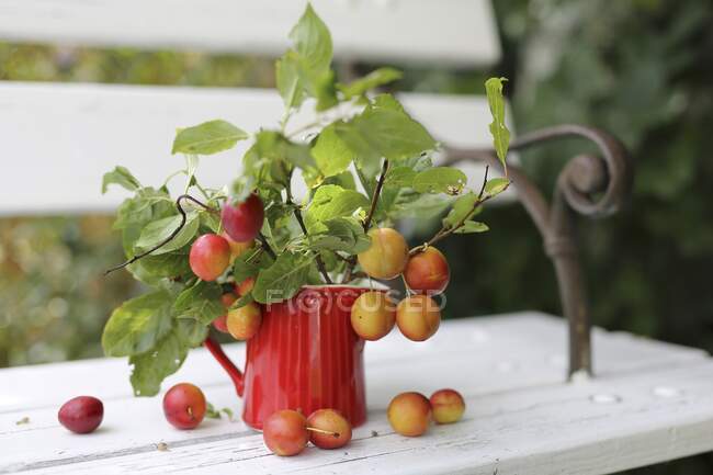 Twigs with plums in a red jug — Stock Photo