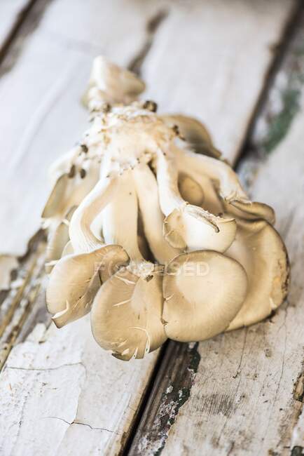 Frische Austernpilze auf verwittertem Holzgrund — Stockfoto