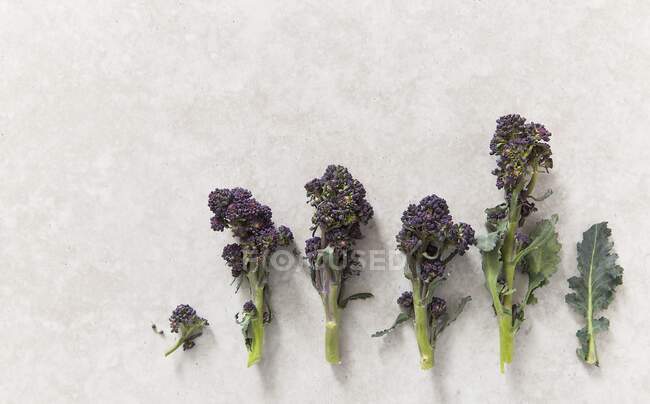 Foto gráfica de flores de brócoli púrpura brotando sobre fondo de piedra - foto de stock