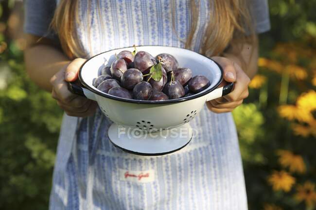 Cropped shot of woman holding colander with fresh plums — Stock Photo