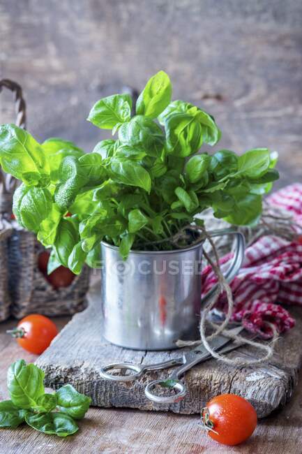 Bunch of fresh basil close-up view — Stock Photo