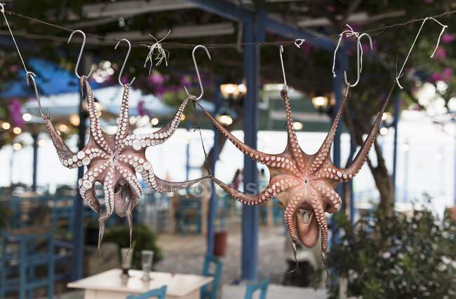 Squids displayed on hooks — Stock Photo