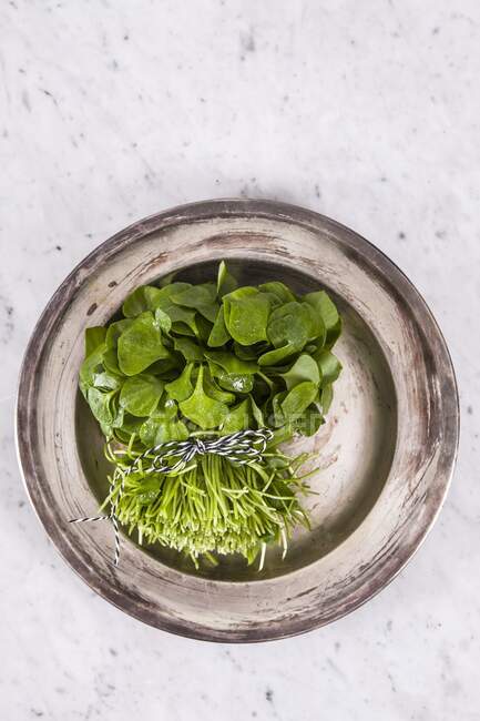 Fresh portulak in a bowl — Stock Photo