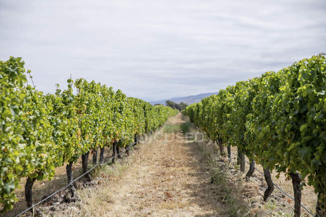 Длинный ряд виноградных лоз в винодельческом регионе — стоковое фото
