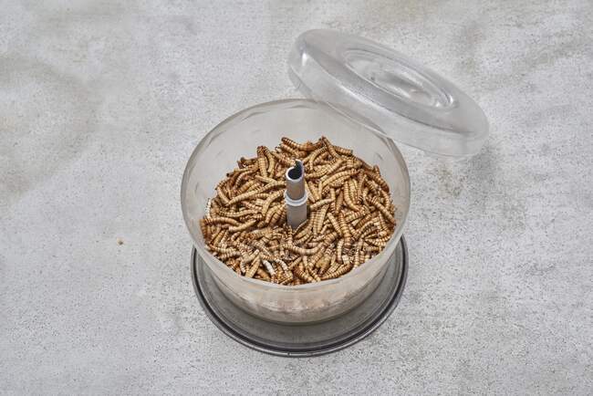 Mealworms in a blender close-up view — Stock Photo
