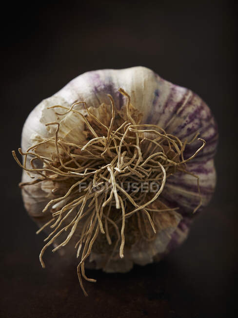 Un bulbo di aglio con radici — Foto stock