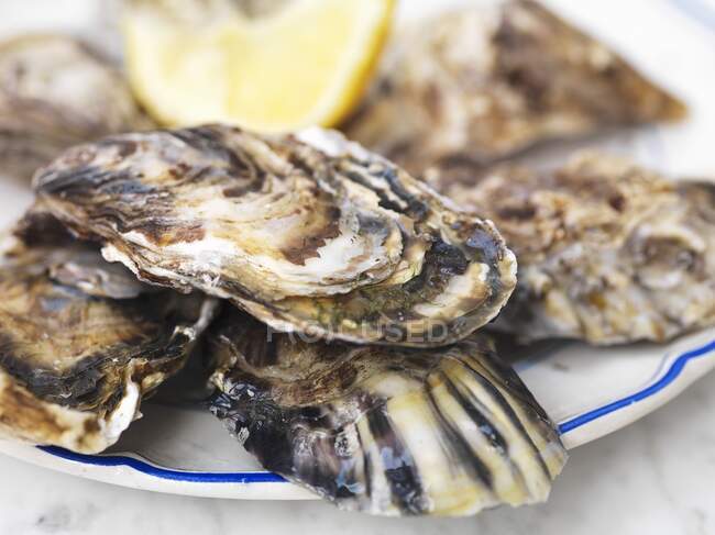 Fresh oysters with lemon (close-up) — Stock Photo