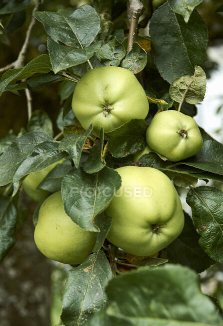 Manzanas verdes en un árbol - foto de stock
