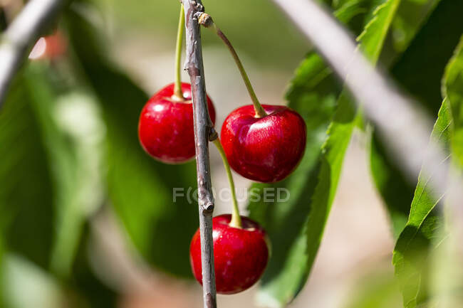 Cherries on the tree — Stock Photo