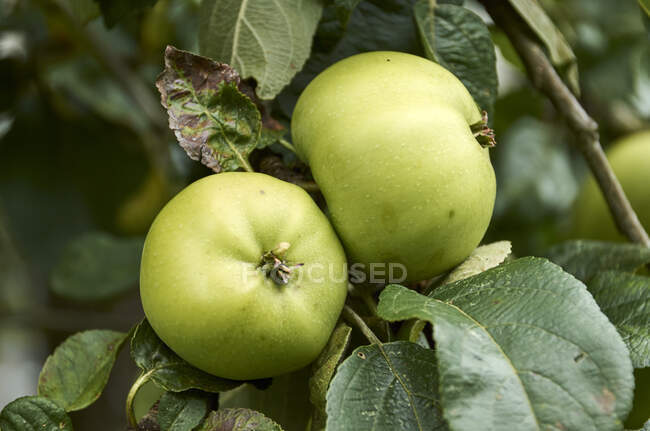 Manzanas verdes en un árbol - foto de stock