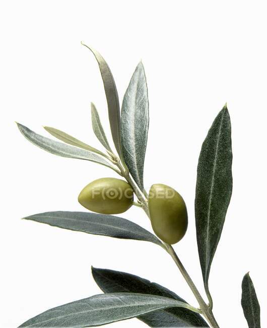 Un ramo d'ulivo su sfondo bianco — Foto stock