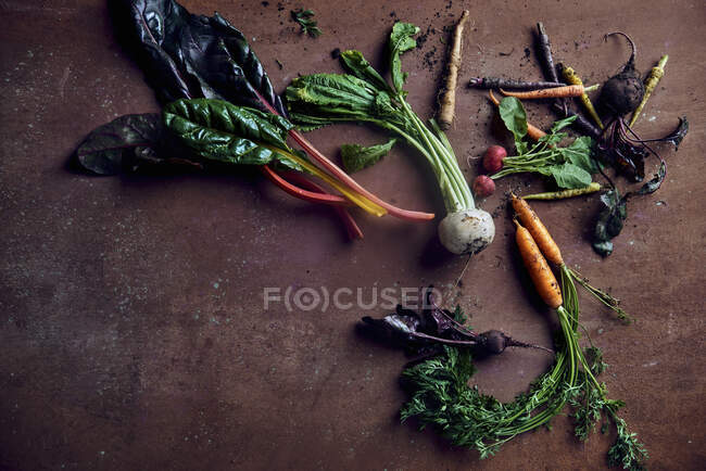 Carottes, radis, navets, betteraves et rhubarbe — Photo de stock