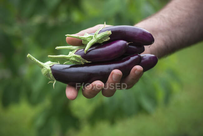 Man holds freshly harvested finger eggplants in his hand — Stock Photo