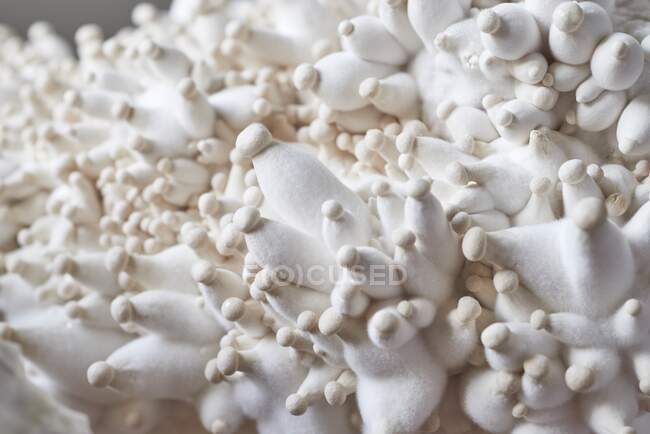 Gros plan de délicieux champignons d'huîtres dorées fraîches — Photo de stock