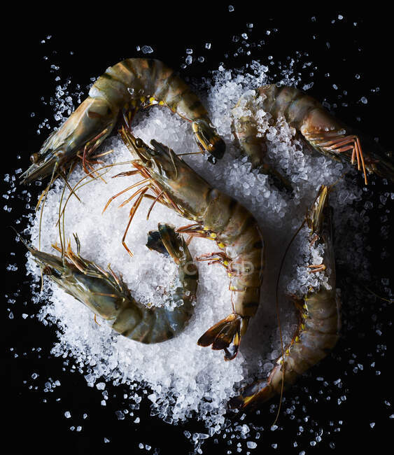 Crevettes tigrées au sel gemme — Photo de stock