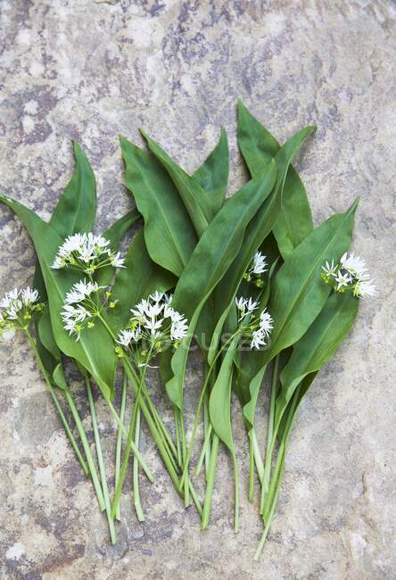 Fresh ramsons (wild garlic) leaves and flowers — Stock Photo