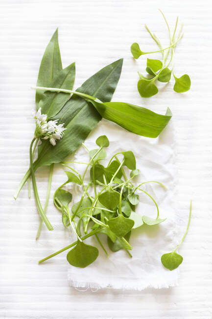 Portulaca e aglio selvatico con foglie e fiori — Foto stock