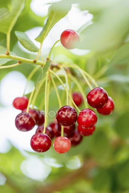 Cheries vermelho orgânico e doce na árvore — Fotografia de Stock