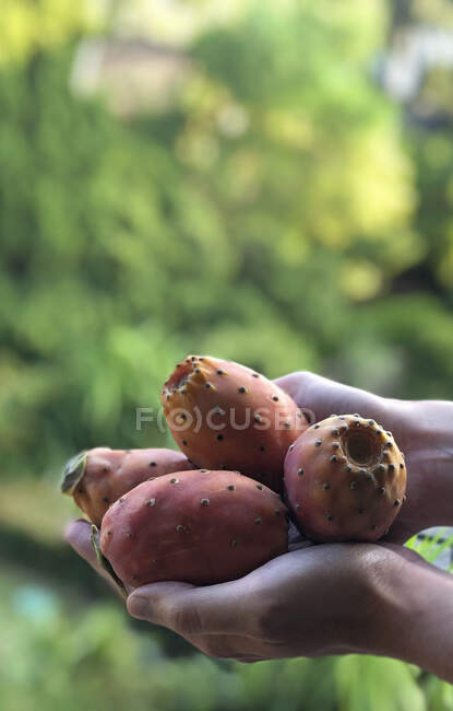 Las manos de mujer sostienen peras espinosas frescas - foto de stock