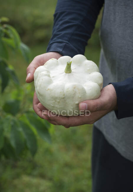 Man holds 'Custard White' patisson in his hands — Stock Photo