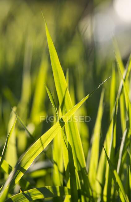 Lames d'herbe rétro-éclairées — Photo de stock