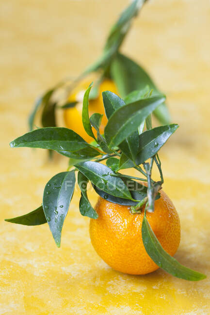 Tangerines with green leaves on a white background — Stock Photo