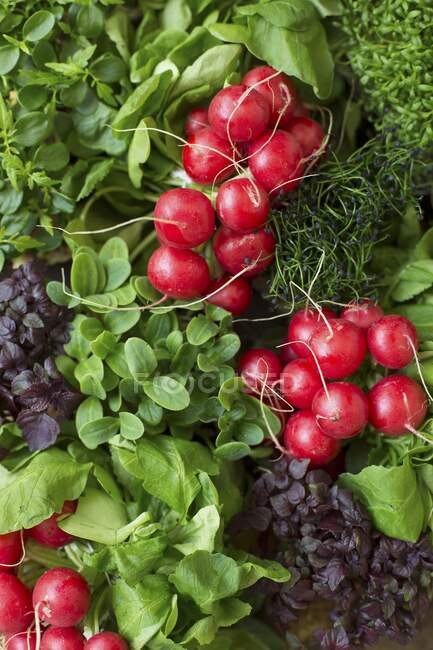 Fresh radishes and cress (seen from above) — Stock Photo
