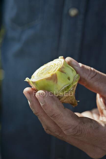 Una alcachofa en preparación - foto de stock