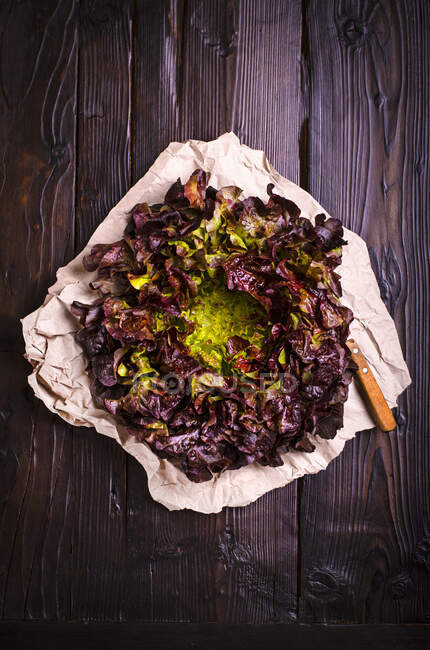 Feuille du Chene (red oak leaf salad) — Stock Photo