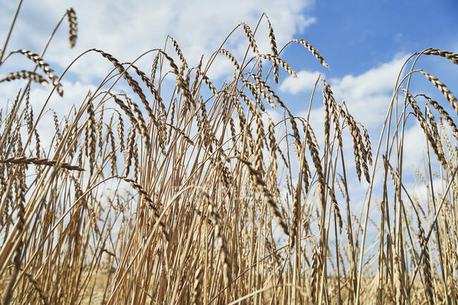 Un campo de trigo - foto de stock