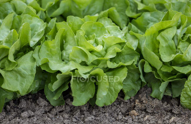 Fresh green salad close-up view — Stock Photo