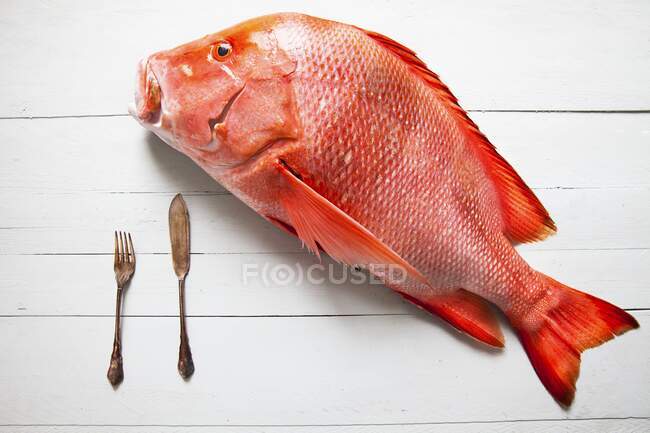 A fresh whole red snapper with a knife and fork — Stock Photo