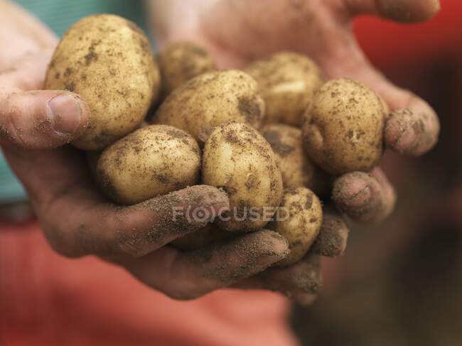 Dirty hands holding potatoes — Stock Photo