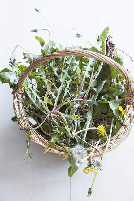 Freshly harvested dandelions in a wicker basket — Stock Photo