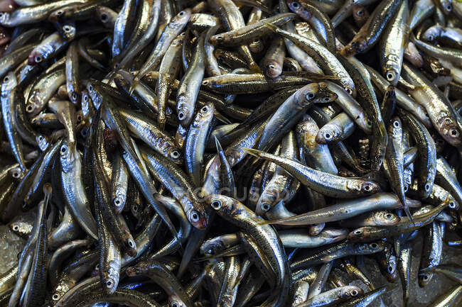 Viele kleine frische Fische (Vollbild)) — Stockfoto