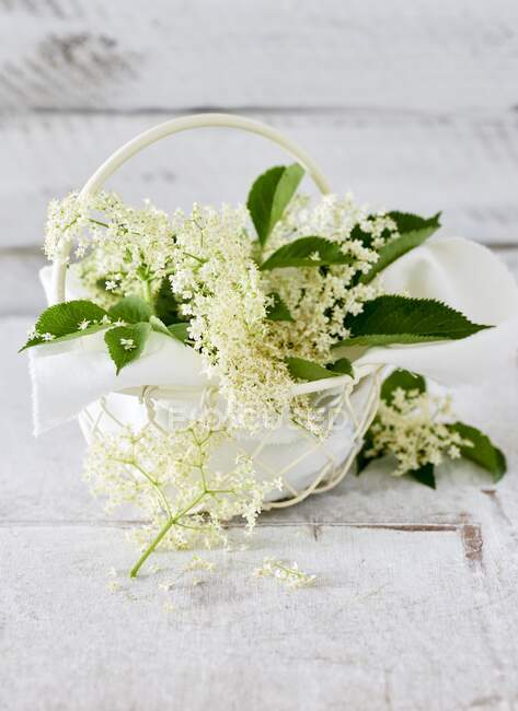 Elderflower blossoms in a white basket — Stock Photo