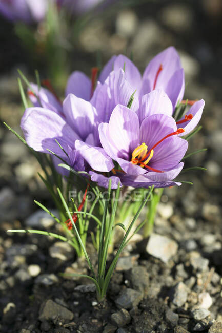 Fleurs de safran crocus poussant dans le sol, prêtes pour la récolte — Photo de stock