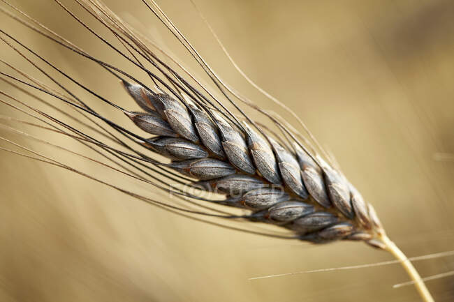 Black emmer wheat (Triticum dicoccon var. atratum) — Stock Photo