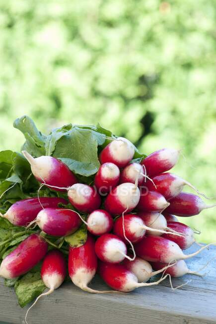A fresh bundle of radishes at a farmers market — Stock Photo