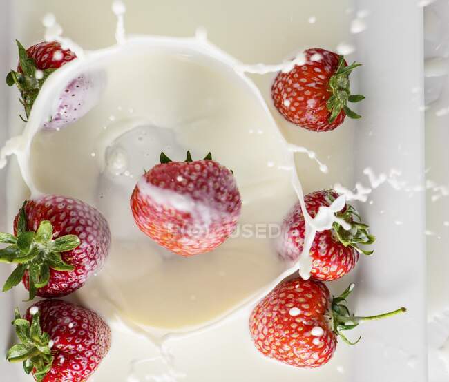 Strawberries falling into milk — Stock Photo