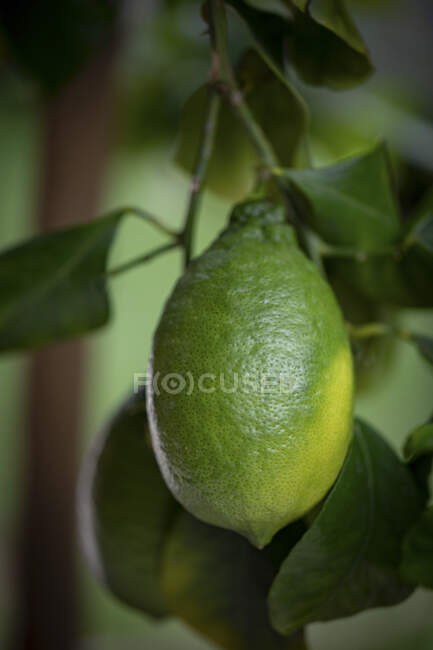 Unripe green lemon growing tree, close up shot — Stock Photo
