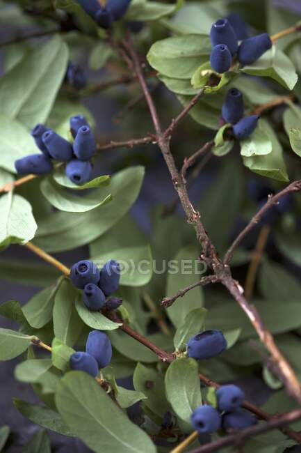 Kamchatka berries on the branch (Lonicera kamtschatica) — Stock Photo