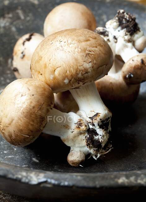 Close-up shot of delicious Fresh mushrooms (close up) — Stock Photo