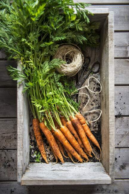 Кучка моркови из сада — стоковое фото