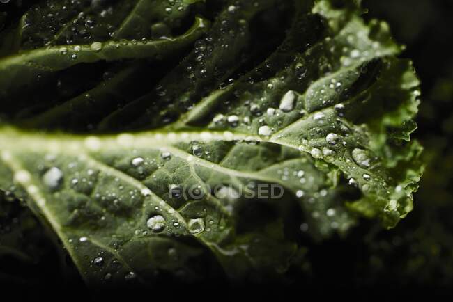 Fresh Kale close-up view — Stock Photo