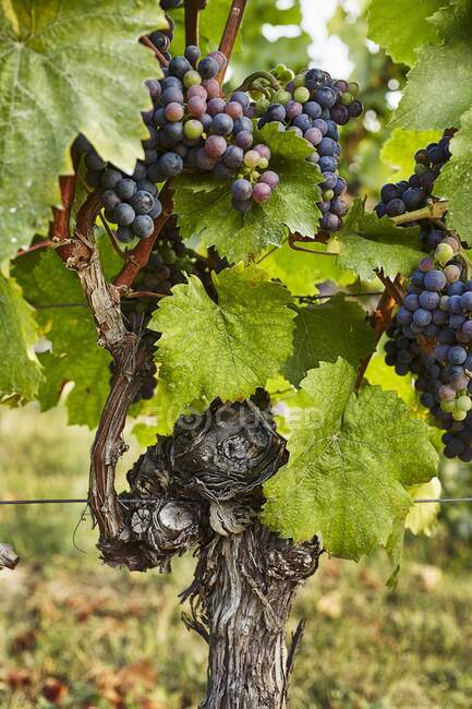Une vigne aux raisins rouges mûrs — Photo de stock