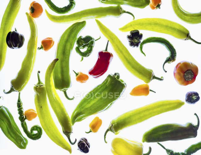 Diferentes tipos de pimentas em luz transmitida (tela cheia) — Fotografia de Stock