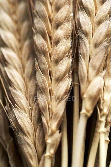Einkorn пшеницы (Triticum monococcum) — стоковое фото