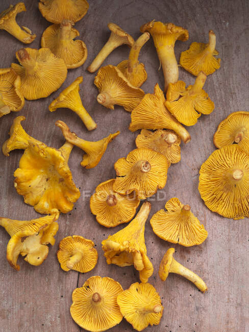 Вид зверху на гриби лисички на дерев'яній поверхні — стокове фото